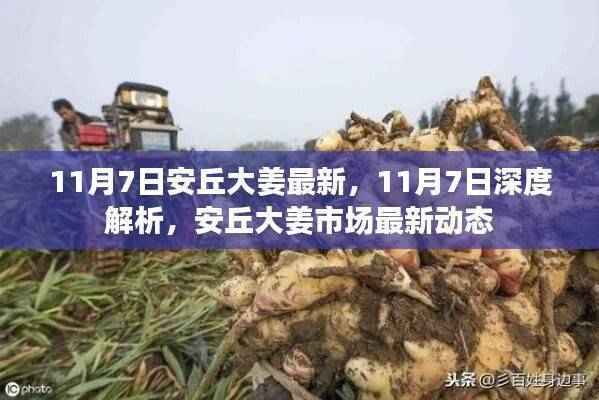 11月7日安丘大姜市场最新动态深度解析