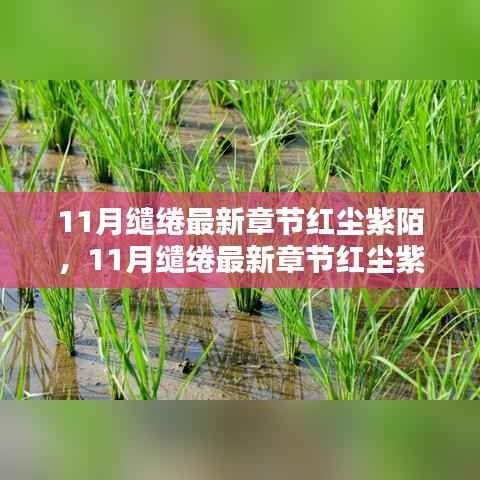 最新章节红尘紫陌深度解析与全面评测,11月缱绻