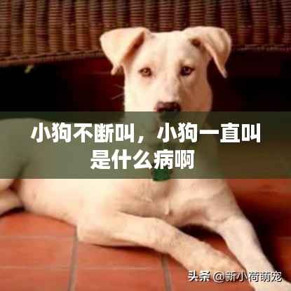 小狗不断叫,小狗一直叫是什么病啊