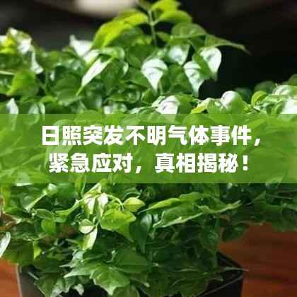 日照突发不明气体事件,紧急应对,真相揭秘!